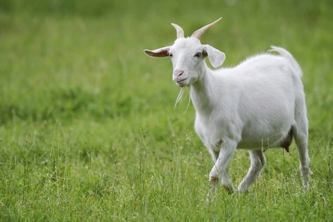 Cashmere goat (Capra aegagrus f. hircus), female, North Rhine-Westphalia, Germany
