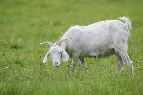 Cashmere goat (Capra aegagrus f. hircus), female stands feeding in a meadow, North