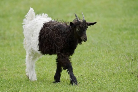 Valais black-necked goat or Vallesana goat (Capra aegagrus f. hircus), young animal, North