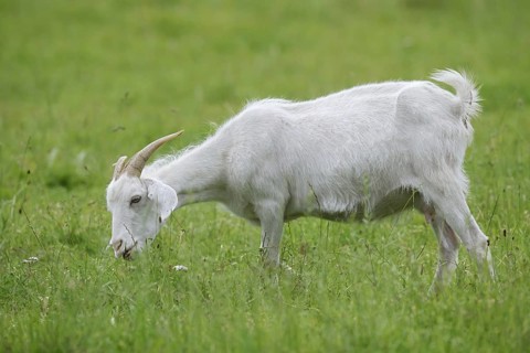 Cashmere goat (Capra aegagrus f. hircus), female stands feeding in a meadow, North