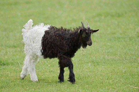 Valais black-necked goat or Vallesana goat (Capra aegagrus f. hircus), young animal, North