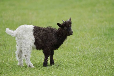 Valais black-necked goat or Vallesana goat (Capra aegagrus f. hircus), young animal, North