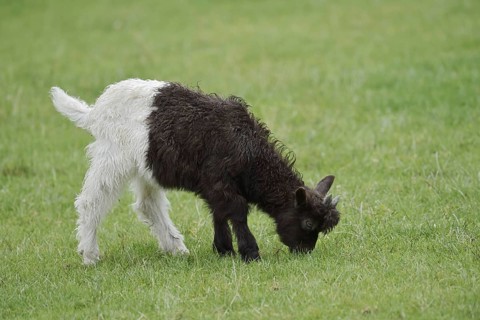 Valais black-necked goat or Vallesana goat (Capra aegagrus f. hircus), young animal, North