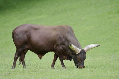 Watussi cattle or Ankole cattle (Bos primigenius f. taurus, Bos primigenius hahni), bull in a