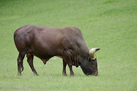 Watussi cattle or Ankole cattle (Bos primigenius f. taurus, Bos primigenius hahni), bull in a