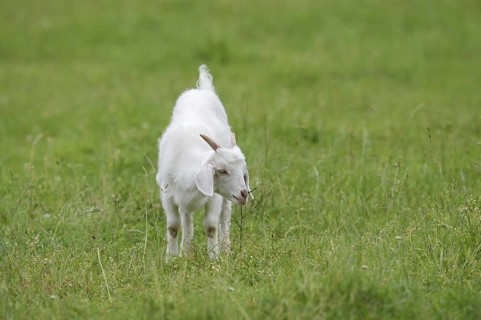 Cashmere goat (Capra aegagrus f. hircus), young animal, North Rhine-Westphalia, Germany