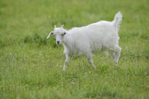Cashmere goat (Capra aegagrus f. hircus), young animal, North Rhine-Westphalia, Germany