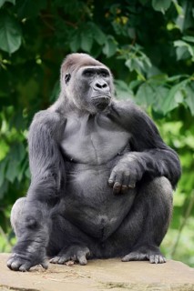 Western lowland gorilla (Gorilla gorilla gorilla), male, silverback, captive, occurring in Africa