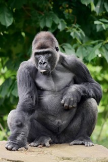 Western lowland gorilla (Gorilla gorilla gorilla), male, silverback, captive, occurring in Africa