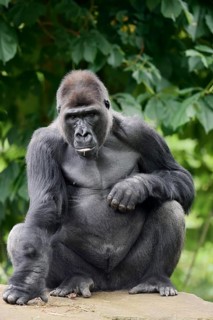 Western lowland gorilla (Gorilla gorilla gorilla), male, silverback, captive, occurring in Africa