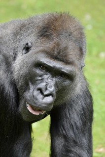 Western lowland gorilla (Gorilla gorilla gorilla), male, silverback, captive, occurring in Africa