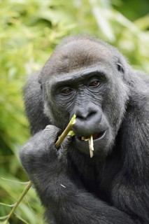 Western lowland gorilla (Gorilla gorilla gorilla), feeding female, captive, occurring in Africa