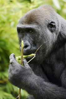 Western lowland gorilla (Gorilla gorilla gorilla), feeding female, captive, occurring in Africa