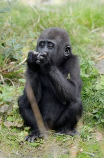 Western lowland gorilla (Gorilla gorilla gorilla), juvenile, captive, occurring in Africa