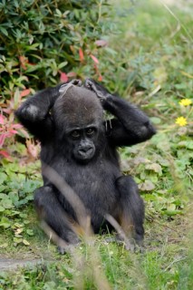 Western lowland gorilla (Gorilla gorilla gorilla), juvenile, captive, occurring in Africa