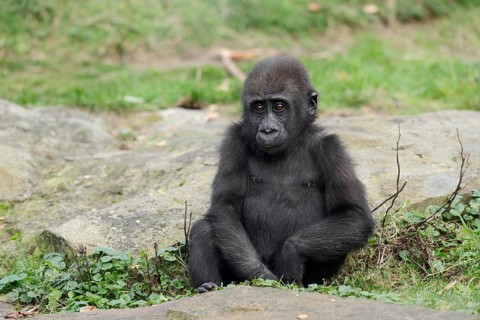 Western lowland gorilla (Gorilla gorilla gorilla), juvenile, captive, occurring in Africa