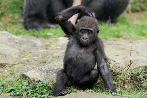 Western lowland gorilla (Gorilla gorilla gorilla), juvenile, captive, occurring in Africa