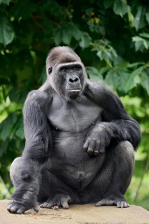Western lowland gorilla (Gorilla gorilla gorilla), male, silverback, captive, occurring in Africa
