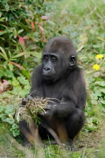 Western lowland gorilla (Gorilla gorilla gorilla), juvenile, captive, occurring in Africa