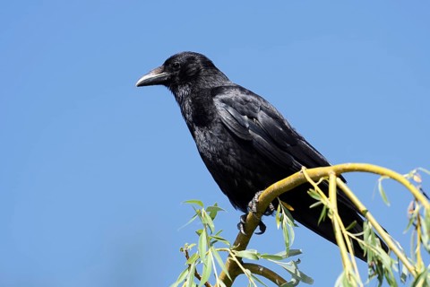 Raven crow or carrion crow (Corvus corone), North Rhine-Westphalia, Germany