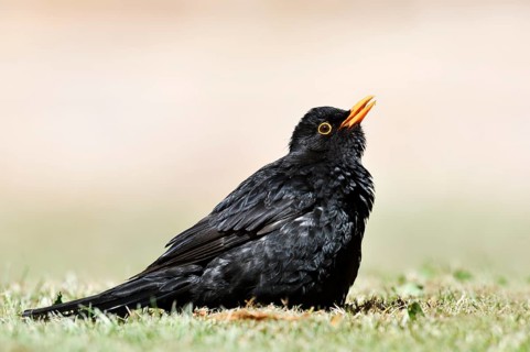 Blackbird (Turdus merula), male sunbathing, Schleswig-Holstein, Germany