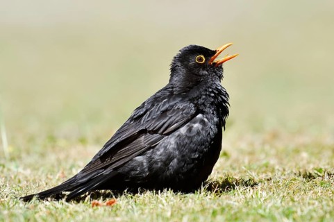 Blackbird (Turdus merula), male sunbathing, Schleswig-Holstein, Germany