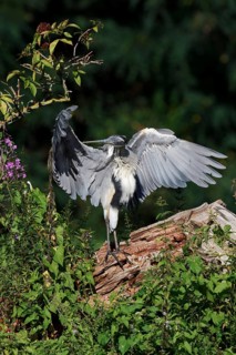 Grey heron (Ardea cinerea) cleaning its feathers North Rhine-Westphalia, Germany