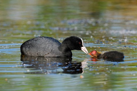 Eurasian Coot (Fulica atra) feeding chicks, North Rhine-Westphalia, Germany