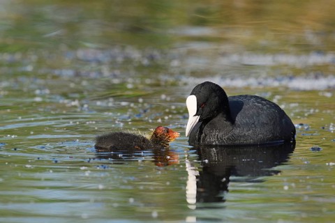 Eurasian Coot (Fulica atra) feeding chicks, North Rhine-Westphalia, Germany