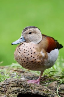 Red-shouldered duck (Callonetta leucophrys), male, North Rhine-Westphalia, Germany, captive