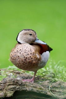 Red-shouldered duck (Callonetta leucophrys), male, North Rhine-Westphalia, Germany, captive