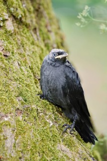 Jackdaw (Corvus monedula, Coloeus monedula), young bird, Schleswig-Holstein, Germany