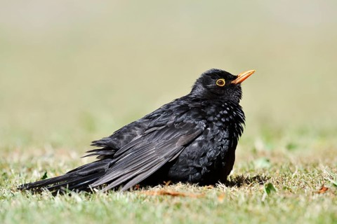 Blackbird (Turdus merula), male sunbathing, Schleswig-Holstein, Germany