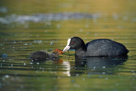 Eurasian Coot (Fulica atra) feeding chicks, North Rhine-Westphalia, Germany