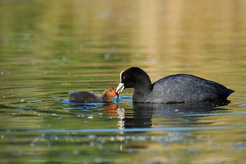 Eurasian Coot (Fulica atra) feeding chicks, North Rhine-Westphalia, Germany