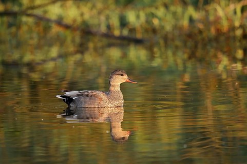 Gadwall (Mareca strepera, Anas strepera), swimming drake, North Rhine-Westphalia, Germany