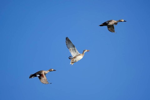 Gadwall (Mareca strepera, Anas strepera), drake and female flying, North Rhine-Westphalia, Germany