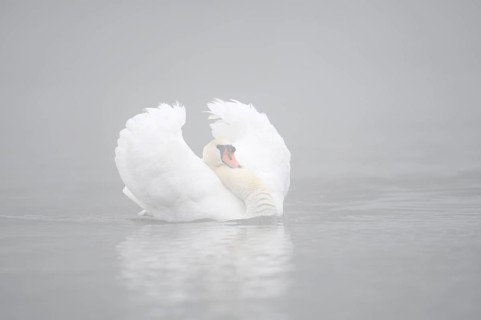 Mute swan (Cygnus olor) swimming menacingly in the morning mist, North Rhine-Westphalia, Germany