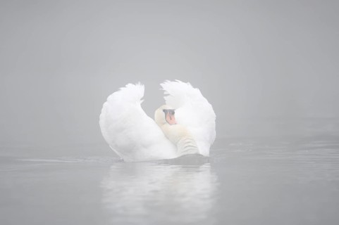 Mute swan (Cygnus olor) swimming menacingly in the morning mist, North Rhine-Westphalia, Germany