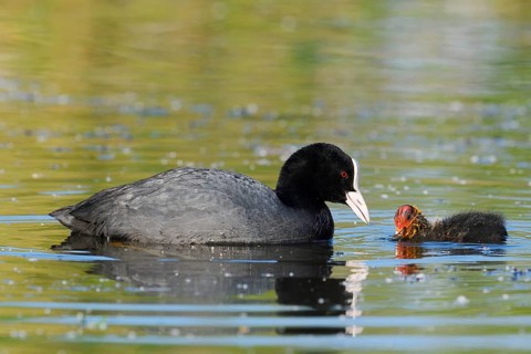 Eurasian Coot (Fulica atra) feeding chicks, North Rhine-Westphalia, Germany