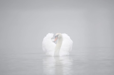 Mute swan (Cygnus olor) in the morning mist, North Rhine-Westphalia, Germany