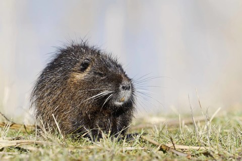 Nutria (Myocastor coypus), neozoa in Germany, North Rhine-Westphalia, Germany