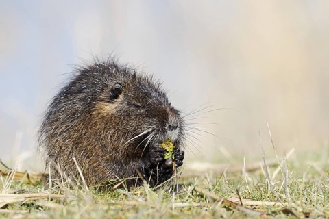 Nutria (Myocastor coypus) sits feeding on the lakeshore, neozoa in Germany, North Rhine-Westphalia,
