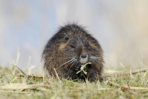 Nutria (Myocastor coypus) sits feeding on the lakeshore, neozoa in Germany, North Rhine-Westphalia,