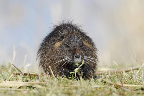 Nutria (Myocastor coypus) sits feeding on the lakeshore, neozoa in Germany, North Rhine-Westphalia,