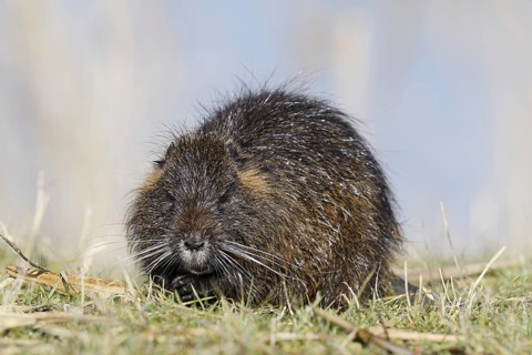 Nutria (Myocastor coypus), neozoa in Germany, North Rhine-Westphalia, Germany