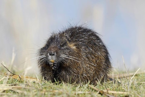 Nutria (Myocastor coypus), neozoa in Germany, North Rhine-Westphalia, Germany