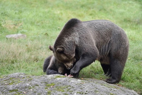 European brown bear (Ursus arctos arctos), female with young, captive, Bavarian Forest, Bavaria,