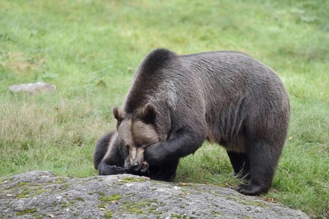 European brown bear (Ursus arctos arctos), female with young, captive, Bavarian Forest, Bavaria,