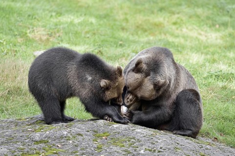 European brown bear (Ursus arctos arctos), female with young, captive, Bavarian Forest, Bavaria,